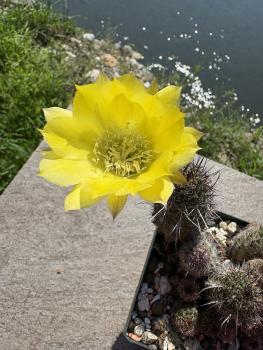 Echinopsis aurea v shaferi